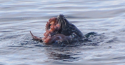Seal devouring an octopus. Photo by Alex Shapiro.